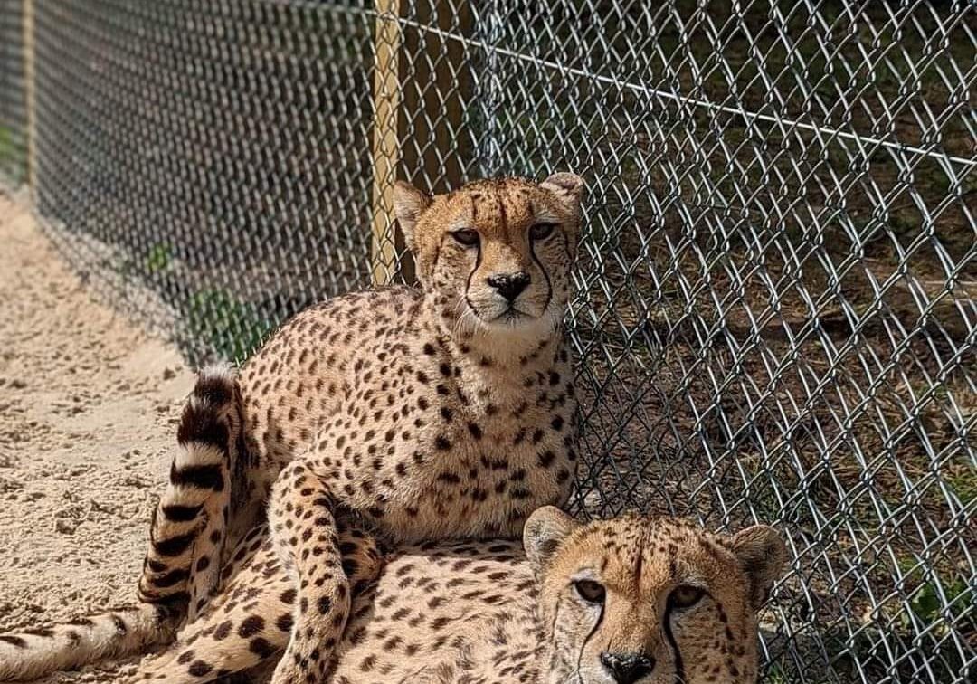 458520501_122176485854204463_1296549446197405510_n Cheetah enclosure