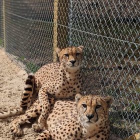 Cheetah enclosure